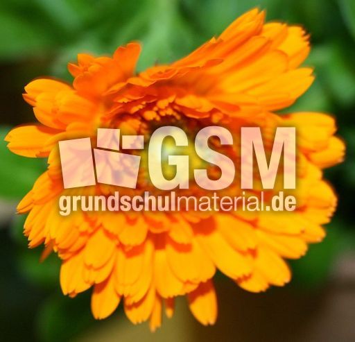 Ringelblume-orange.jpg